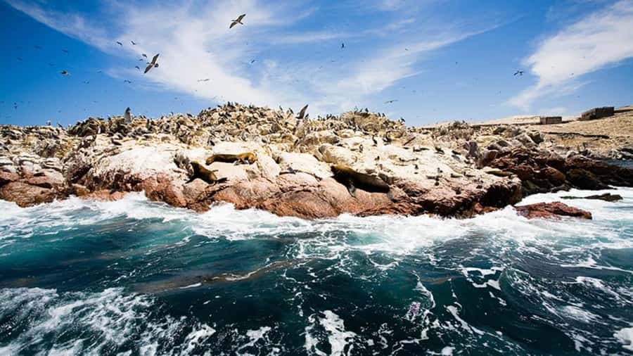 Ballestas Islands & Paracas National Reserve from Paracas - Who should choose this Paracas tour?