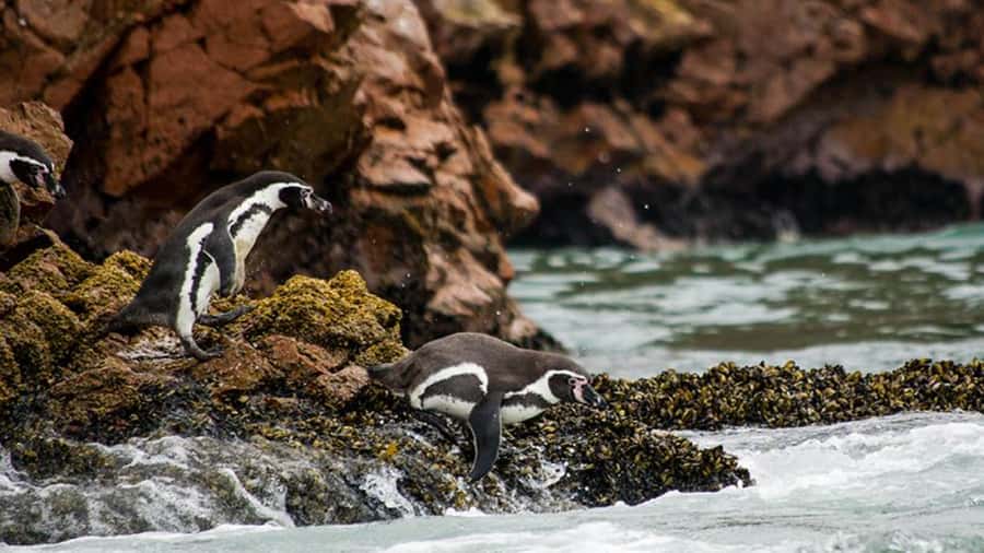 Ballestas Islands & Paracas National Reserve from Paracas - Why this seven-hour combination works