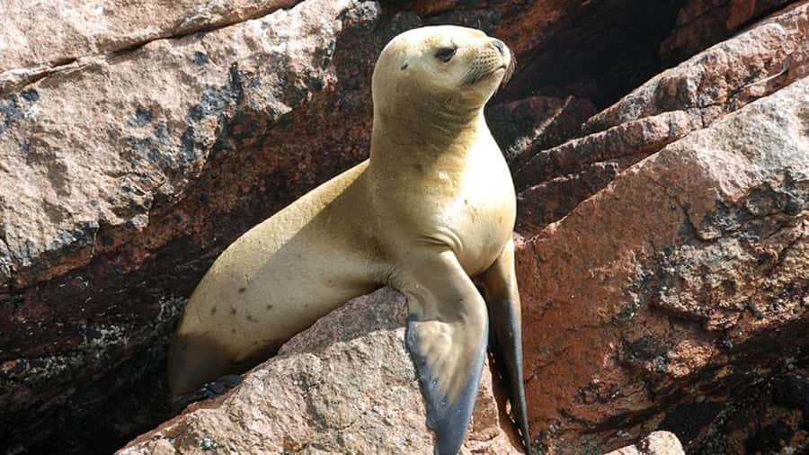 Ballestas Islands & Paracas National Reserve from Paracas - Ballestas Islands wildlife from the water
