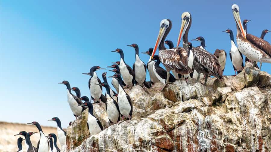 Ballestas Islands & Paracas National Reserve from Paracas - Lagunillas Beach, swimming, and a short lunch window