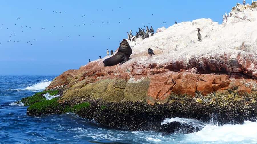 Ballestas Islands & Paracas National Reserve from Paracas - Timing, transport, and the extra costs