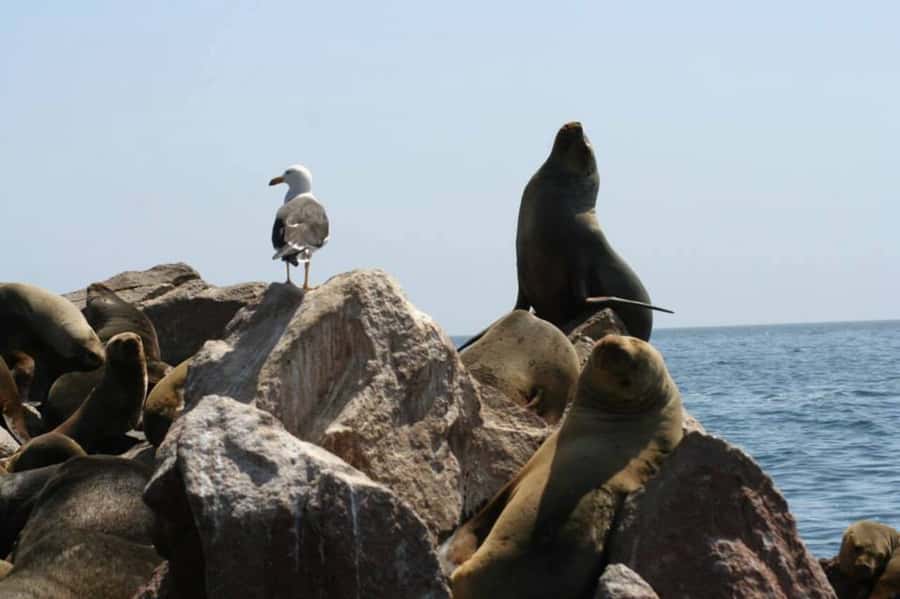 Ballestas Islands: Peru’s Natural Paradise boat tour - What Makes This Short Boat Trip Worth Your Time
