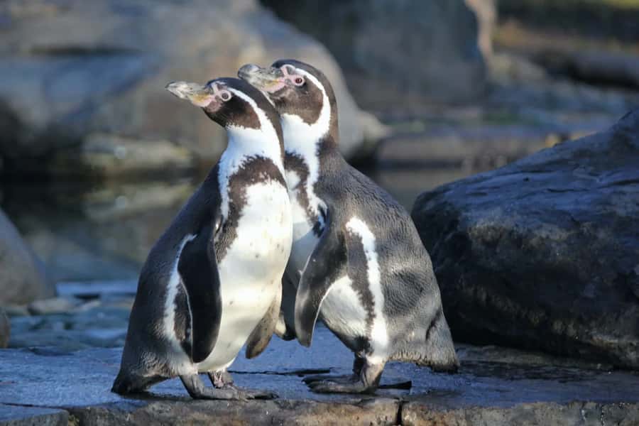 Ballestas Islands: Peru’s Natural Paradise boat tour - El Candelabro, a Mystery Cut Into the Desert