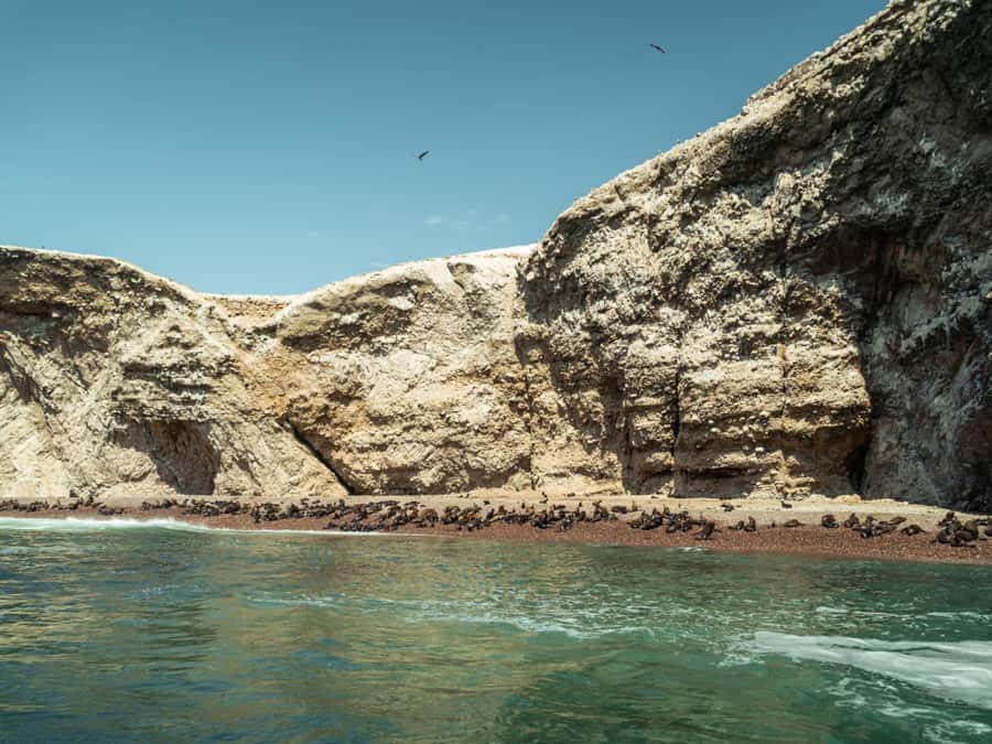 Ballestas Islands: Peru’s Natural Paradise boat tour - Sea Lions, Seabirds, and a Lucky Penguin Sighting