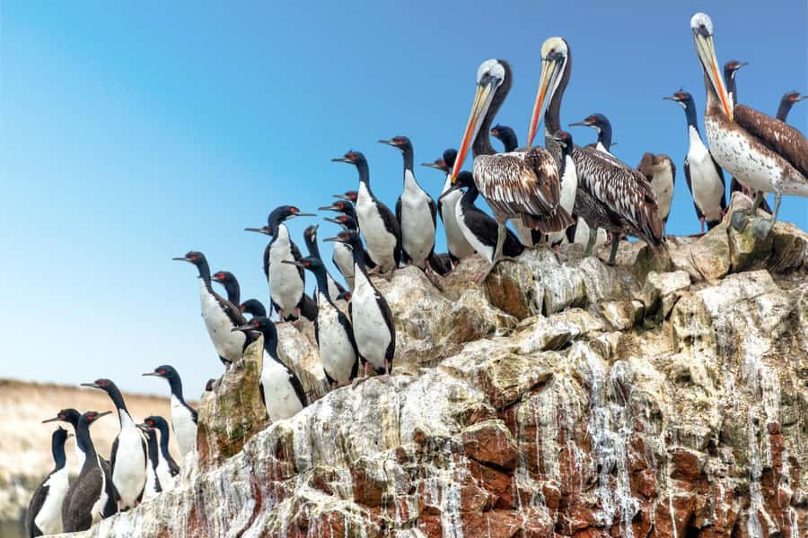 Ballestas Islands: Peru’s Natural Paradise boat tour - A Tour That Works for Families, With a Few Limits