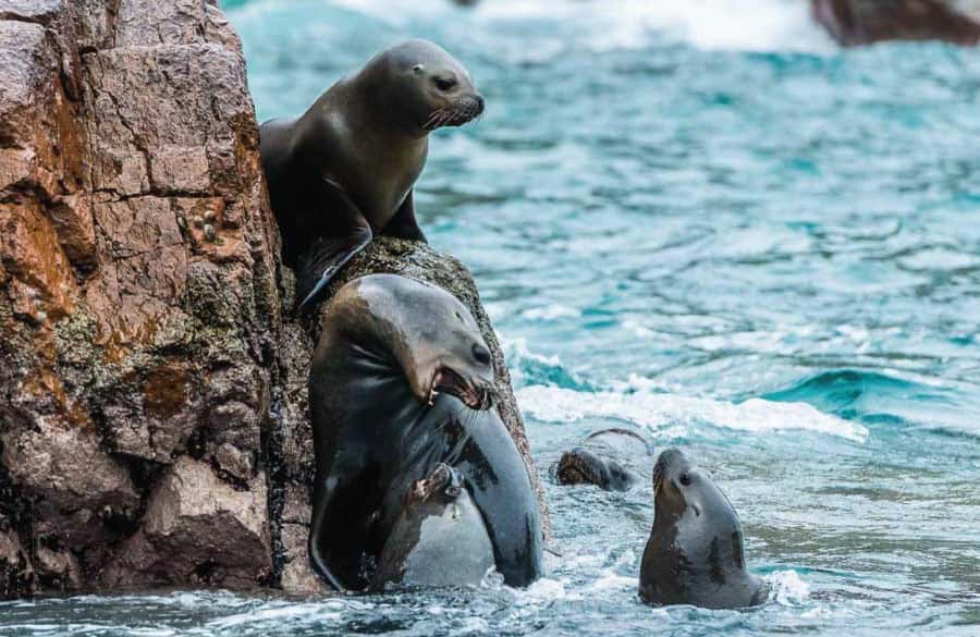 Ballestas Islands: Peru’s Natural Paradise boat tour - The Practical Reality: Crowded Boats and Guide Commentary