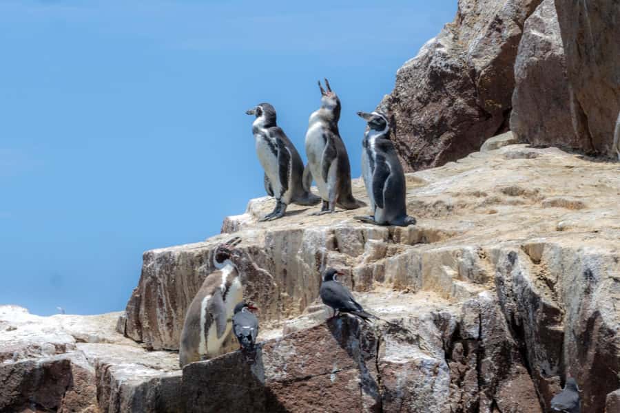 Ballestas Islands: Peru’s Natural Paradise boat tour - Booking Flexibility and What to Bring