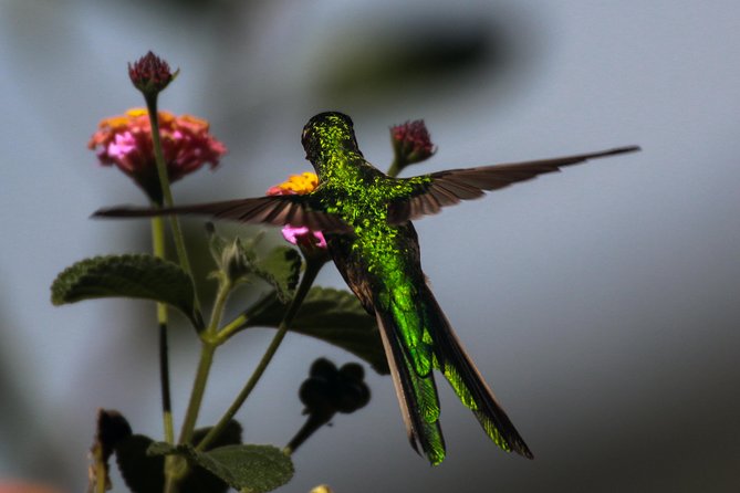 Birdwatching at Huacarpay Wetland in Cusco - Cusco endemics worth looking for