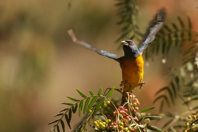 Birdwatching at Huacarpay Wetland in Cusco - Is $120 a fair price?