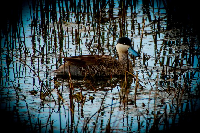 Birdwatching at Huacarpay Wetland in Cusco - Who should book this experience?