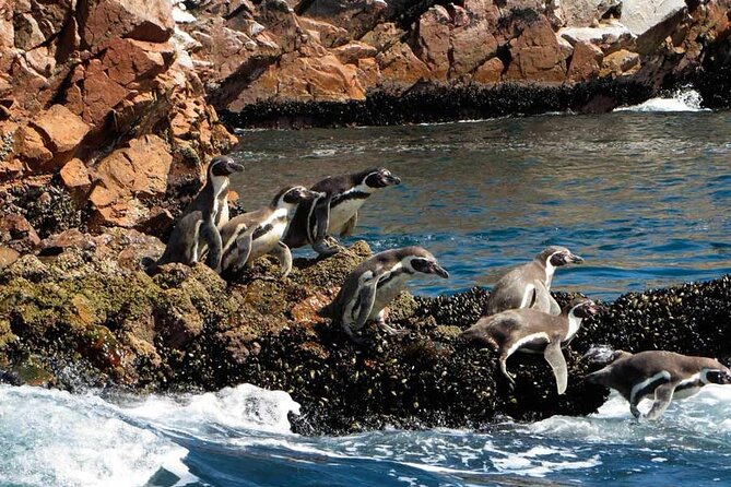 Boat Tour of the Ballestas Islands in Paracas - Thirty minutes among the Ballestas Islands