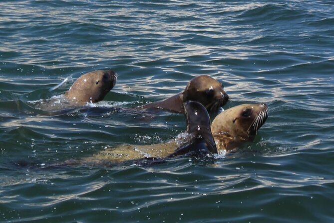 Boat Tour of the Ballestas Islands in Paracas - How crowded is the boat?