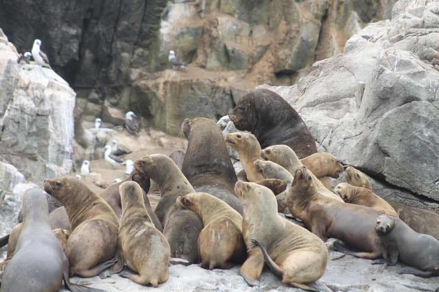 Callao: Swimming with Sea Lions Palomino Islands Boat Tour - What the $76 price includes