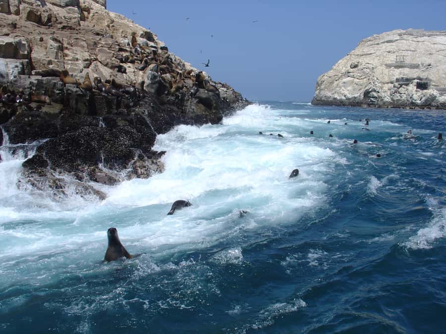 Callao: Swimming with Sea Lions Palomino Islands Boat Tour - From El Camotal to San Lorenzo Island