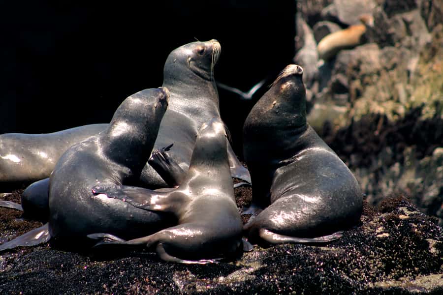 Callao: Swimming with Sea Lions Palomino Islands Boat Tour - Reaching Palomino Island at about 11:30 AM