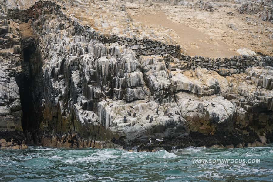 Callao: Swimming with Sea Lions Palomino Islands Boat Tour - Swimming with the sea lions