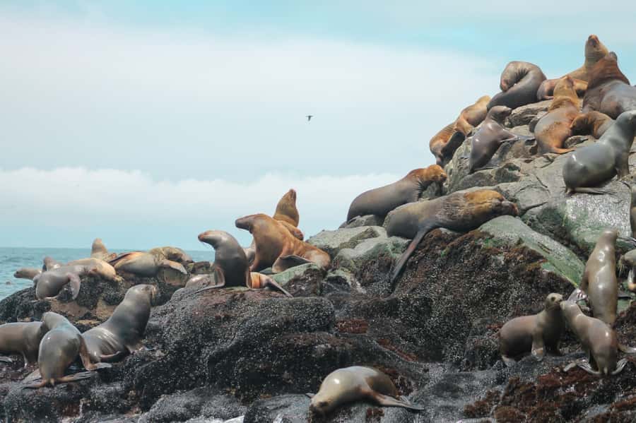 Callao: Swimming with Sea Lions Palomino Islands Boat Tour - Guides, safety, and organization
