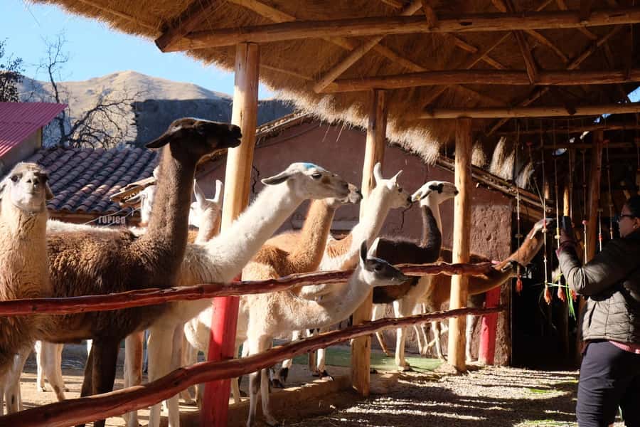 Camelid Center Visit in Cusco: Alpacas, Culture & Weaving - Key Things to Know Before You Go