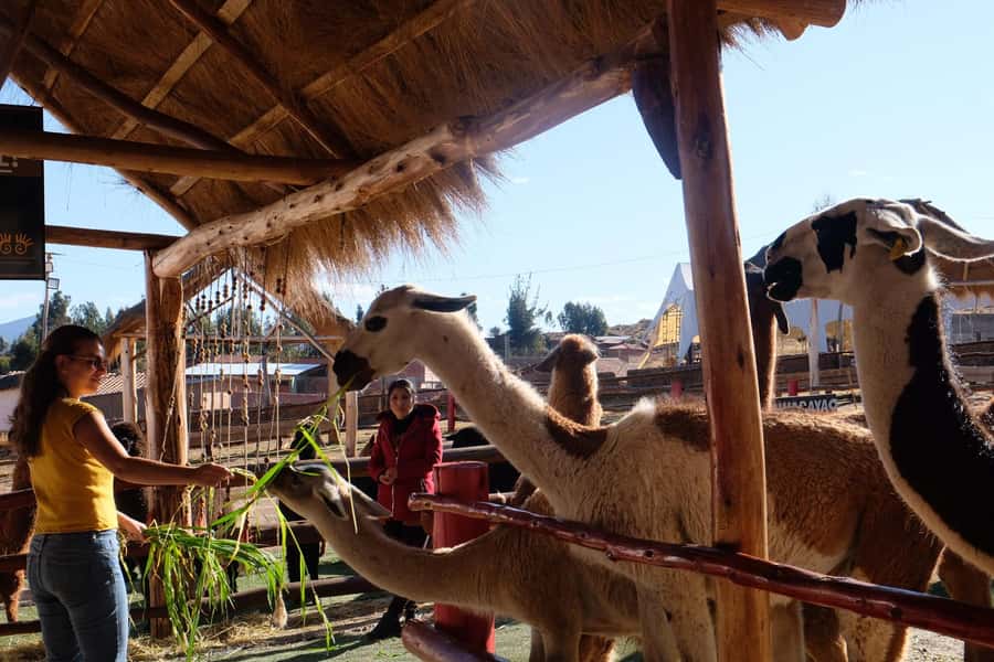 Camelid Center Visit in Cusco: Alpacas, Culture & Weaving - Why This Short Visit Works in a Cusco Itinerary