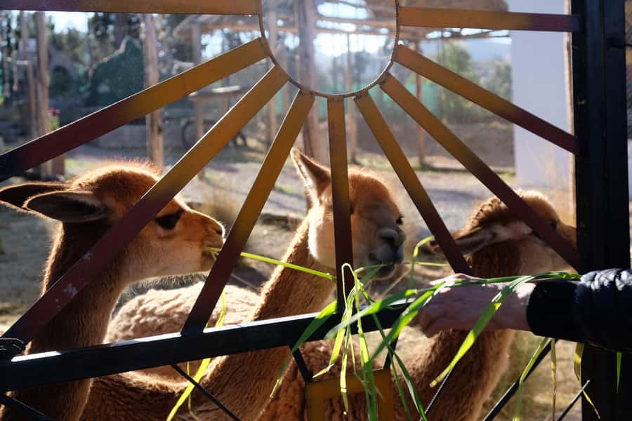 Camelid Center Visit in Cusco: Alpacas, Culture & Weaving - The Cultural Meaning Behind the Wool