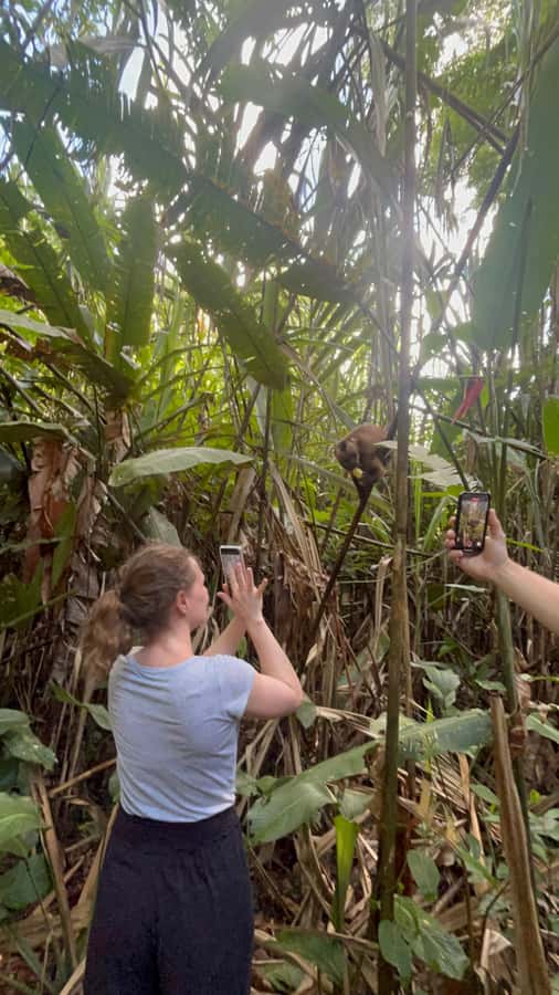 Canopy Tower, Zipline, Kayak, and Monkey Island … - Key points to know before you go