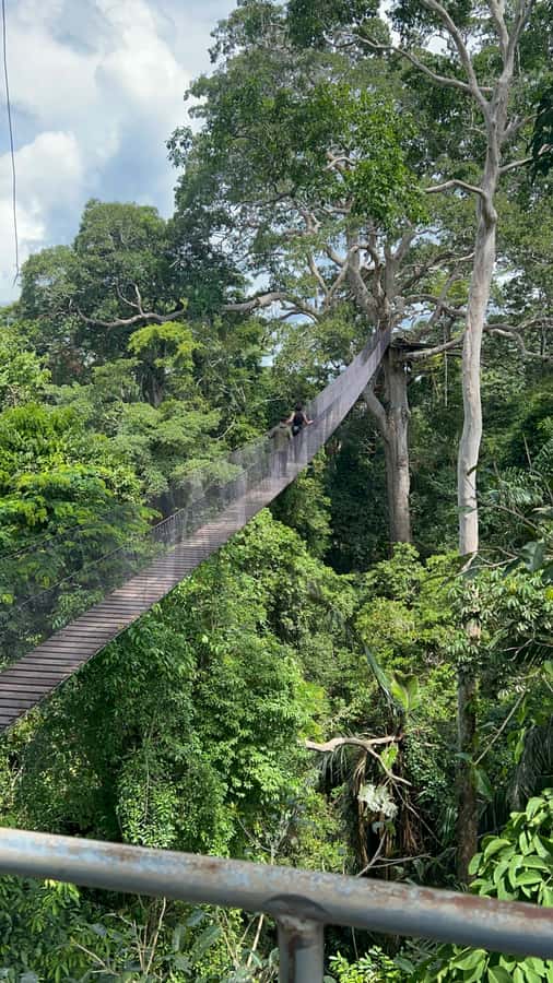 Canopy Tower, Zipline, Kayak, and Monkey Island … - Ziplining above the forest canopy