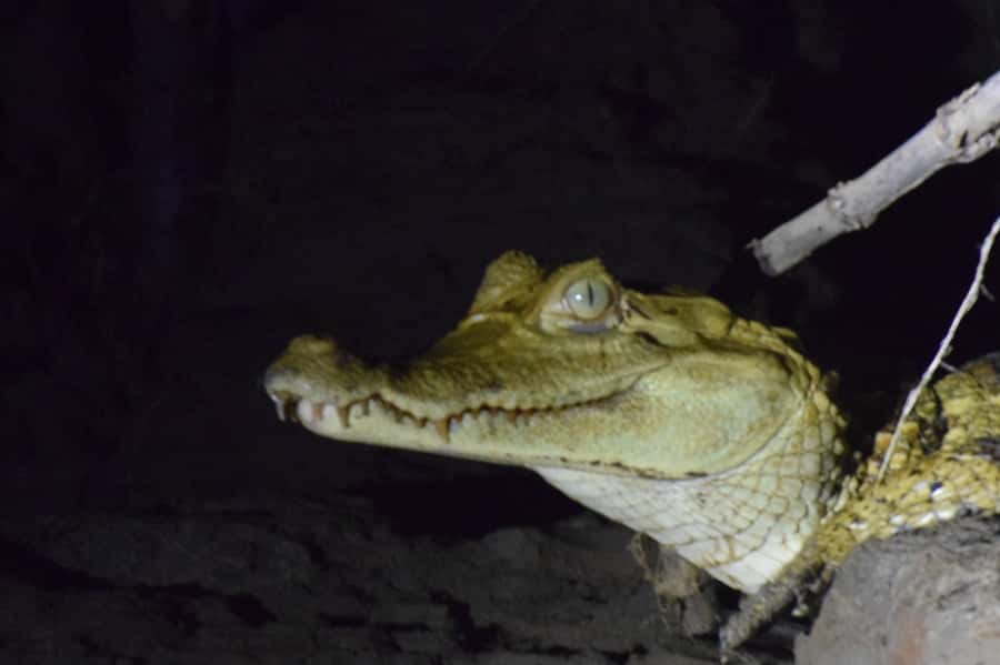 Capibara and caiman search on the Tambopata river - Booking advice for different types of visitors