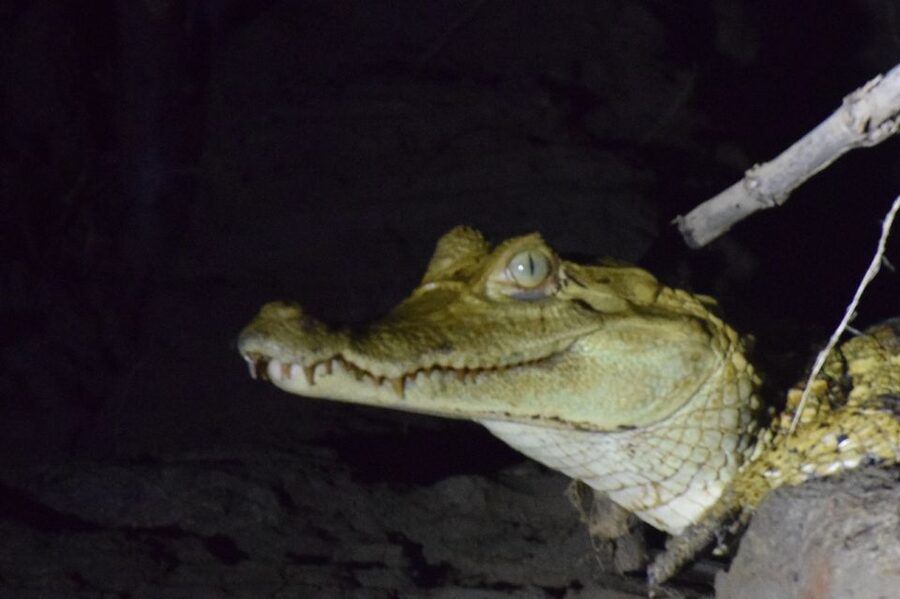 Capibara and caiman search on the Tambopata river - A close look at the return to Puerto Maldonado