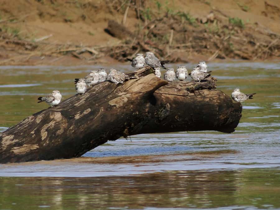 Capibara and caiman search on the Tambopata river - Rain, seasons, and practical expectations