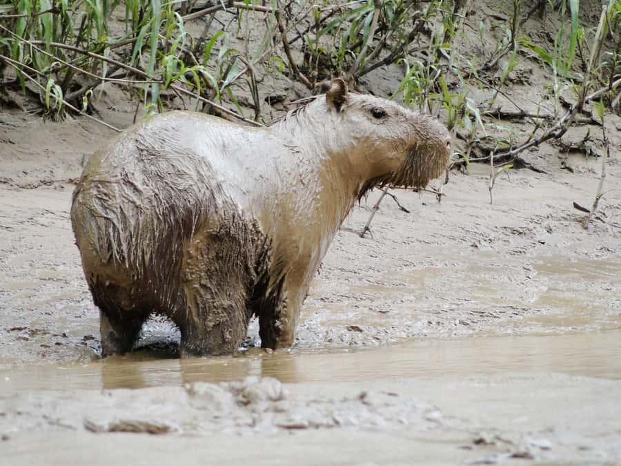 Capibara and caiman search on the Tambopata river - How this trip compares with a longer Amazon program