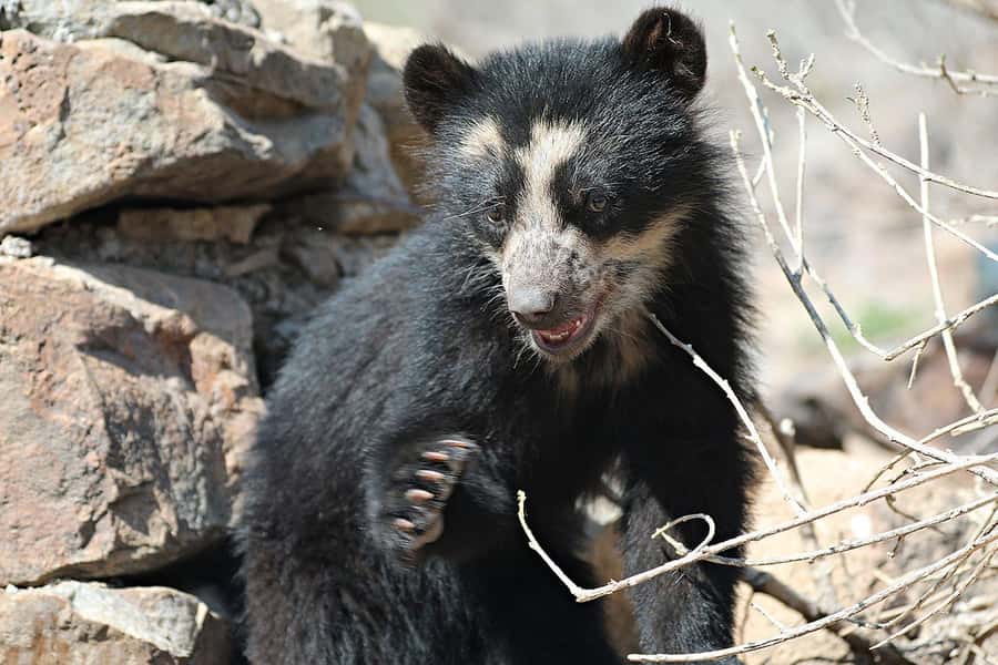 Chiclayo: Chaparri Ecological Reserve Tour - Walking the Spectacled Bear route