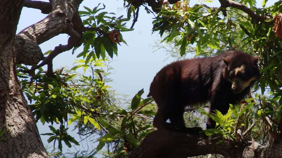 Chiclayo: Chaparri Ecological Reserve Tour - Meeting Cuto at the bear rescue center