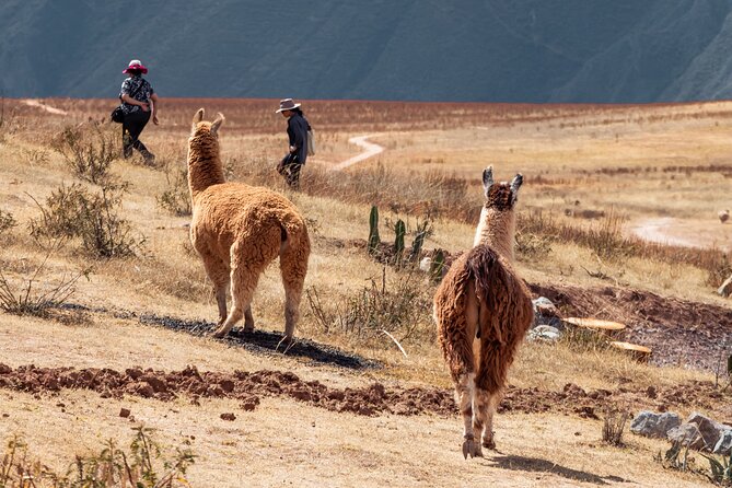 Chinchero, Moray & Maras Day Tour with Llama Picnic from Cusco - Maras salt mines: thousands of working pools