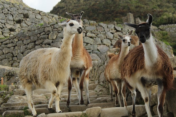 Classic Inca Trail Expedition to Machu Picchu 4D/3N - Day 3: Phuyupatamarca, Inti Pata, and Wiñay Wayna