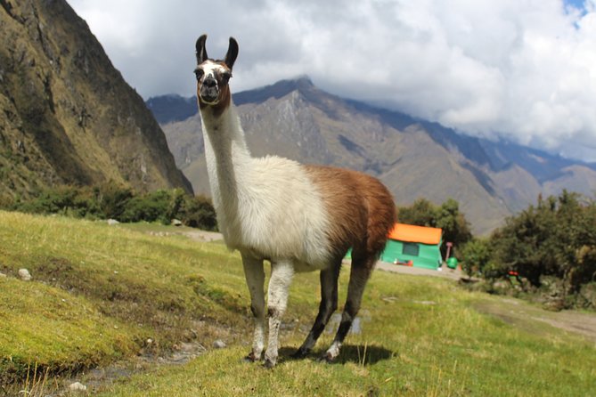 Classic Inca Trail Expedition to Machu Picchu 4D/3N - Day 1: From KM-82 to Ayapata