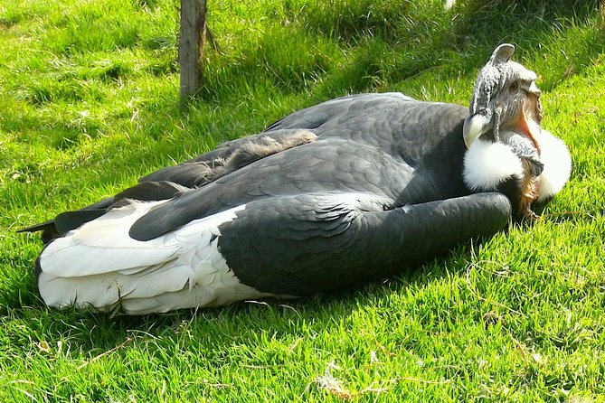 Cochahuasi Animal Sanctuary® Admission Ticket - Why this sanctuary visit matters
