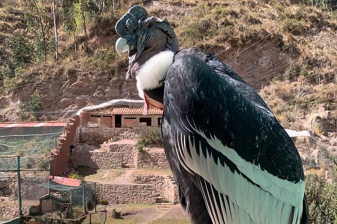 Cochahuasi Animal Sanctuary® Admission Ticket - Condors, bears, monkeys, llamas, and alpacas