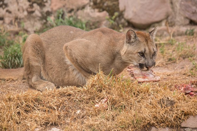 Cochahuasi Animal Sanctuary® Admission Ticket - How long you should allow