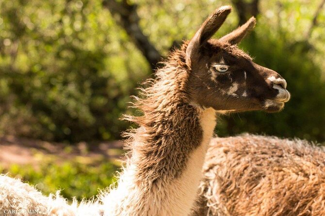 Cochahuasi Animal Sanctuary® Admission Ticket - A guided walk through rescued animal enclosures