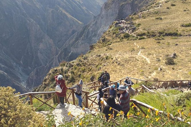 Colca 2 Days and 1 Night - Salinas y Aguada Blanca: wildlife beside the road