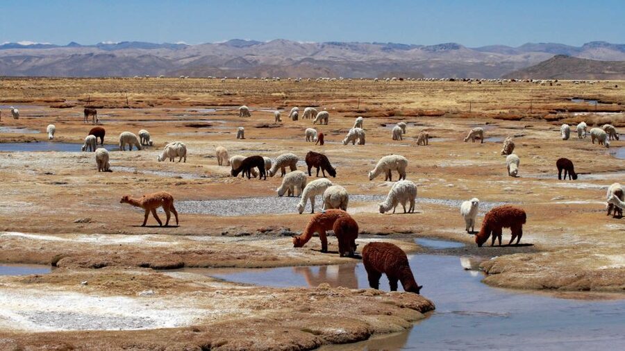Colca Canyon: 2-Day Tour from Arequipa to Puno - Day two: the early run to Cruz del Condor