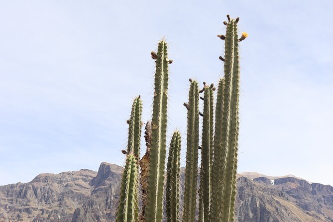Colca Canyon Full Day Tour from Arequipa - La Calera hot springs and lunch