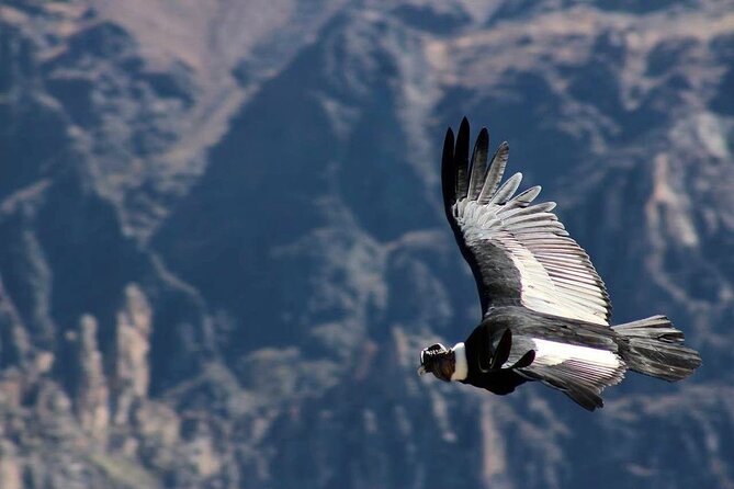 Colca Canyon Plus - Pinchollo, ancient terraces, and the road back