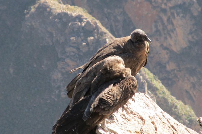 Colca Canyon Sightseeing Tour 2-Day 1-Night - 7:30 a.m. pickup and the road into the Andes
