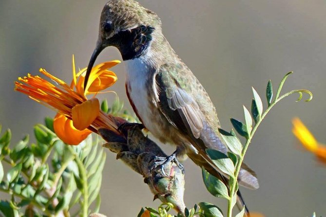 Colca Canyon Sightseeing Tour 2D1N and Transfer to Puno - Key points to know before booking