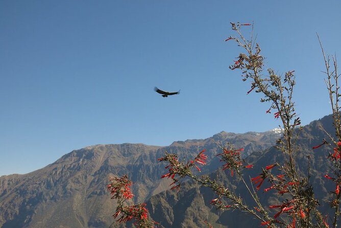 Colca Trek - 2 Days Tour - Malata, Cosñirhua, and the Walk to Sangalle