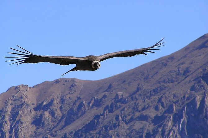 Condor Tour from Cusco - 1 Day - Key points to know before booking