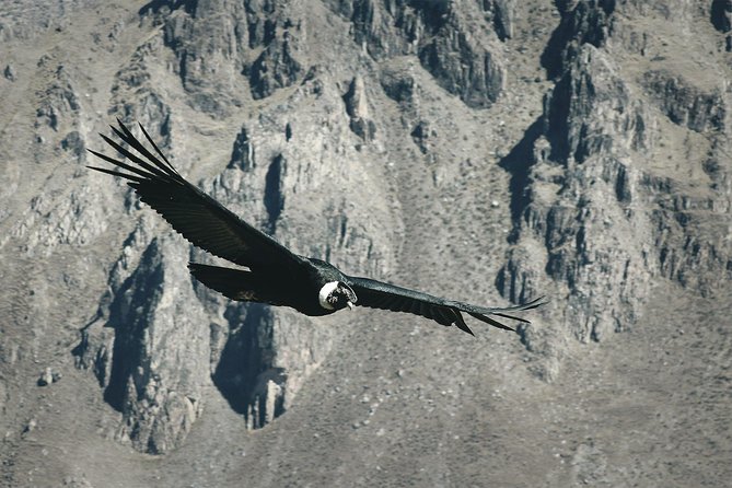 Condor Tour from Cusco - 1 Day - Watching Andean condors in the wild