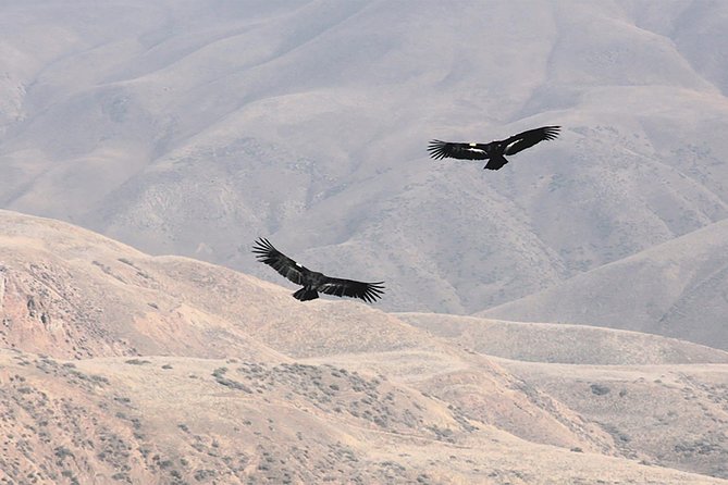 Condor Tour from Cusco - 1 Day - Lunch and the return walk