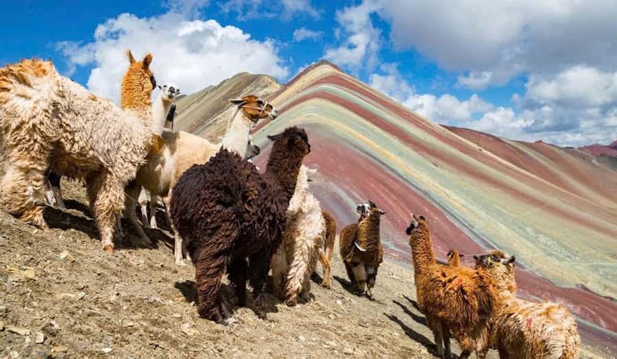 Cusco: #1 Rainbow Mountain & Red Valley Day Trip with Meals - The Rainbow Mountain climb, from Fulawasipata to the summit